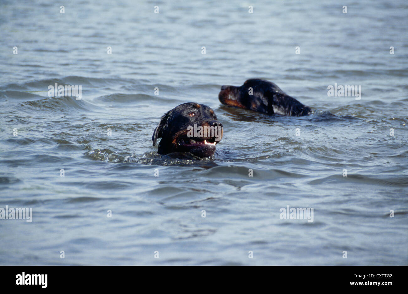 Do Rottweilers Like To Swim