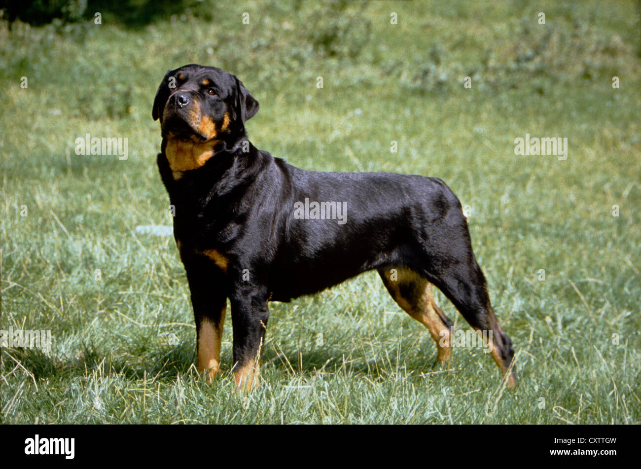 Are Rottweilers Outside Dogs