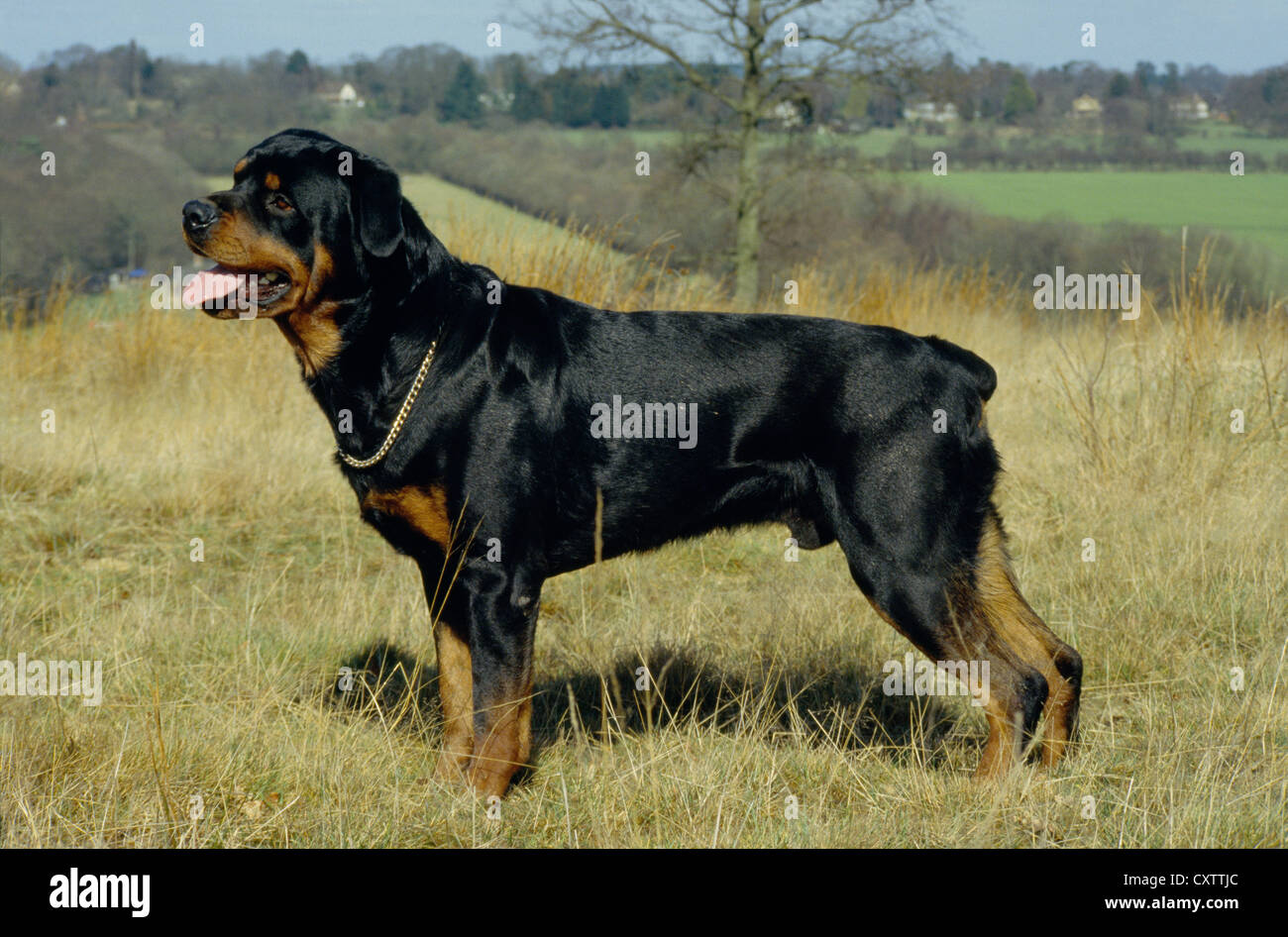 English Rottwiler Rottweiler England