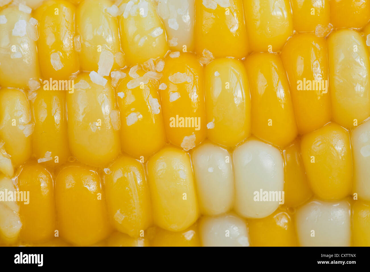 sweet corn on the cob with salt and butter Stock Photo