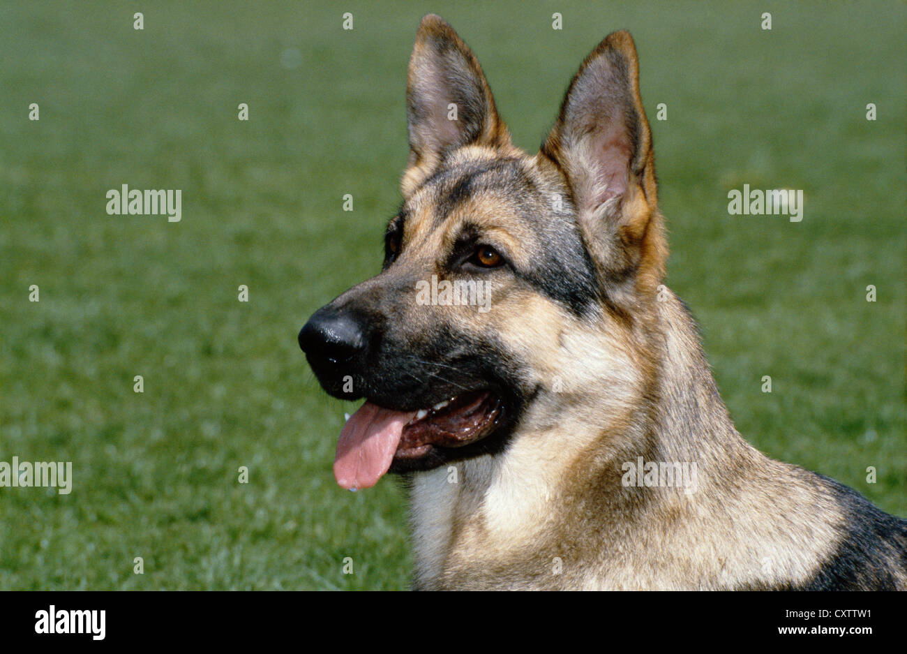 BEAUTIFUL ADULT GERMAN SHEPHERD / IRELAND Stock Photo