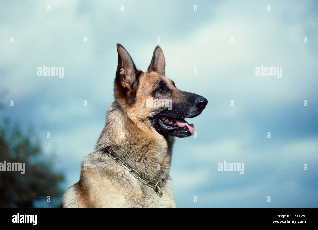 BEAUTIFUL ADULT GERMAN SHEPHERD / IRELAND Stock Photo Alamy
