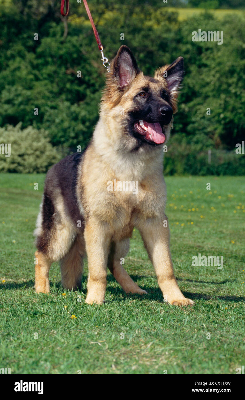 BEAUTIFUL ADULT GERMAN SHEPHERD / IRELAND Stock Photo Alamy