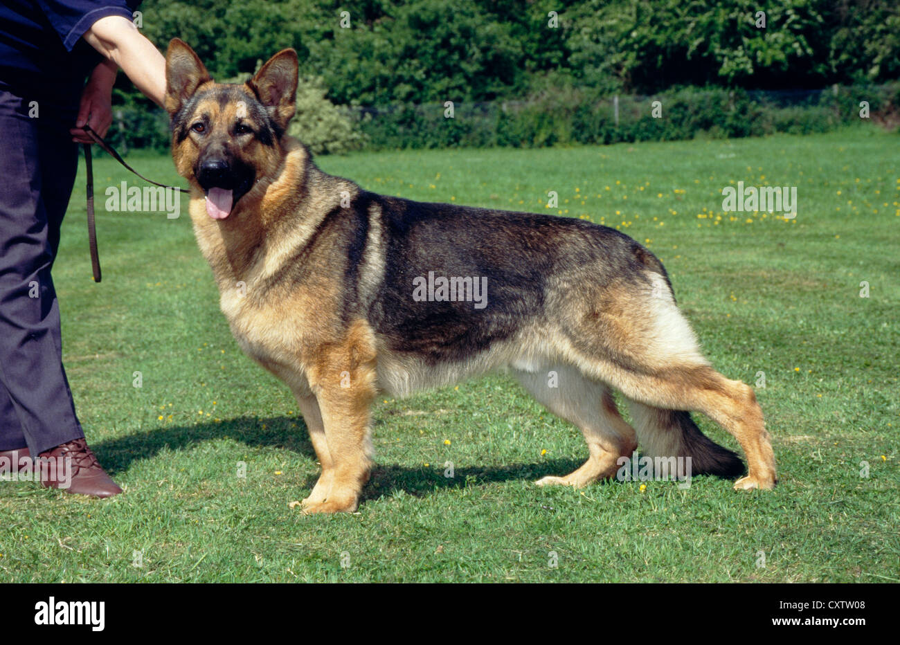 BEAUTIFUL ADULT GERMAN SHEPHERD / IRELAND Stock Photo Alamy
