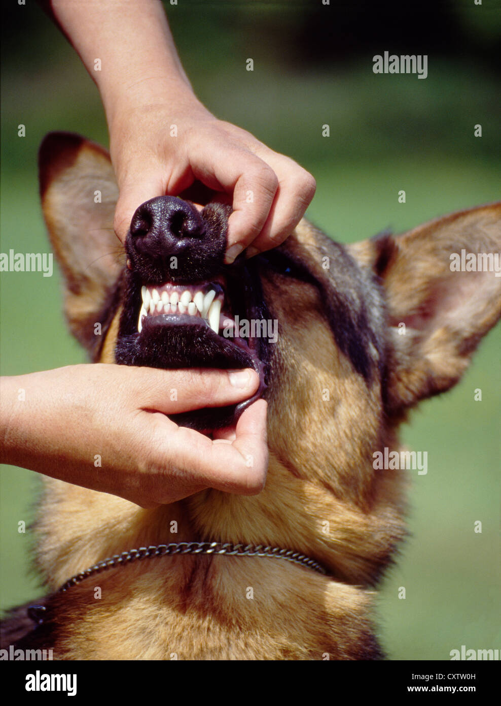 HEADSHOT OF BEAUTIFUL ADULT GERMAN SHEPHERDS TEETH/ IRELAND Stock Photo