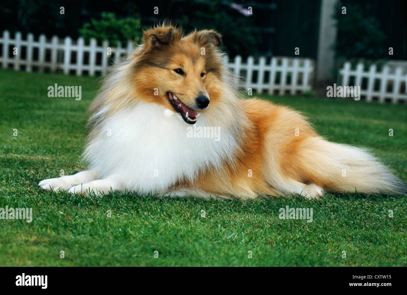 SHETLAND SHEEPDOG FULL BODY, SIDE VIEW, LYING DOWN / IRELAND Stock