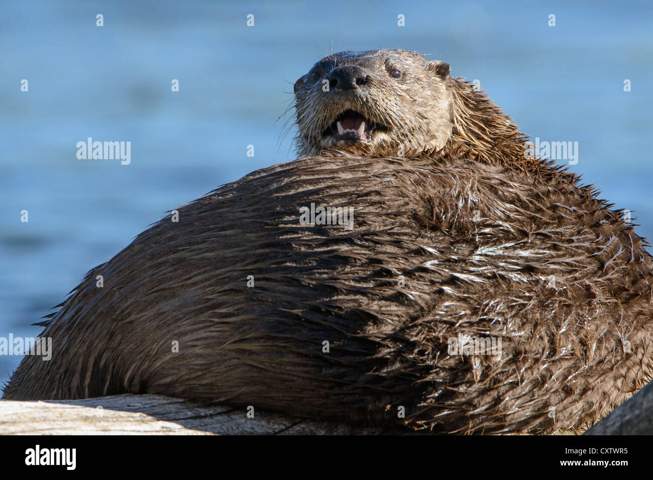 Northern River Otter Flashing His Teeth - Lontra canadensis - Yellowstone National Park Stock Photo