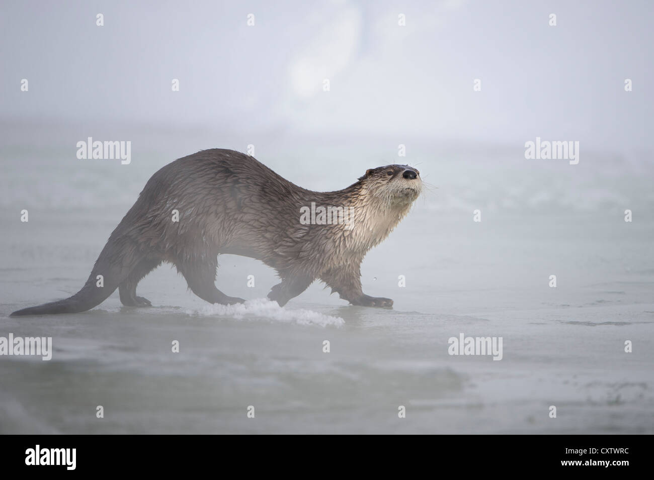 A River Otter (Lontra canadensis) walking on a frozen portion of a river, Northern Rockies Stock Photo