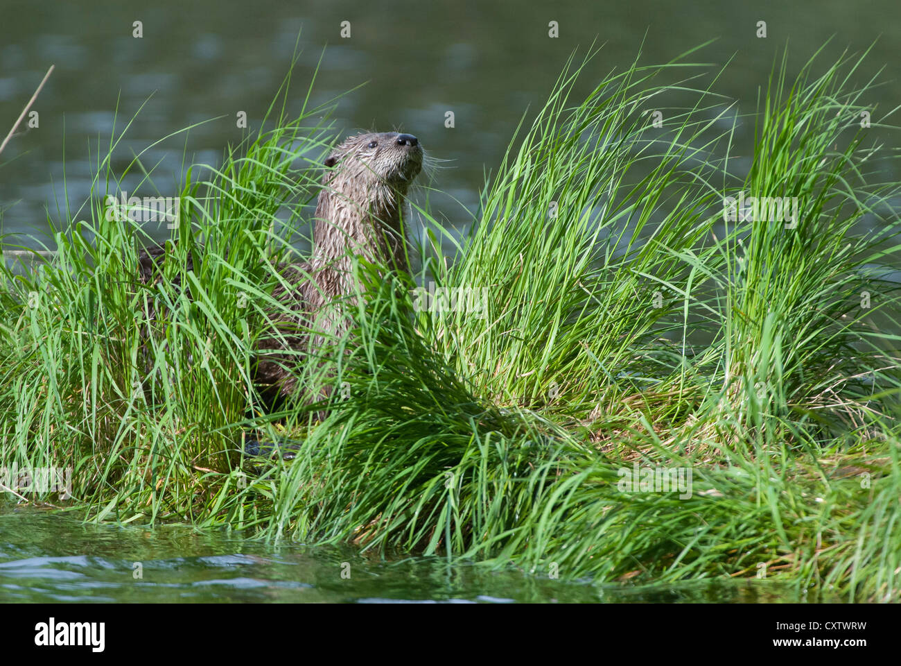 Northern River Otter - Lontra canadensis - Yellowstone National Park Stock Photo