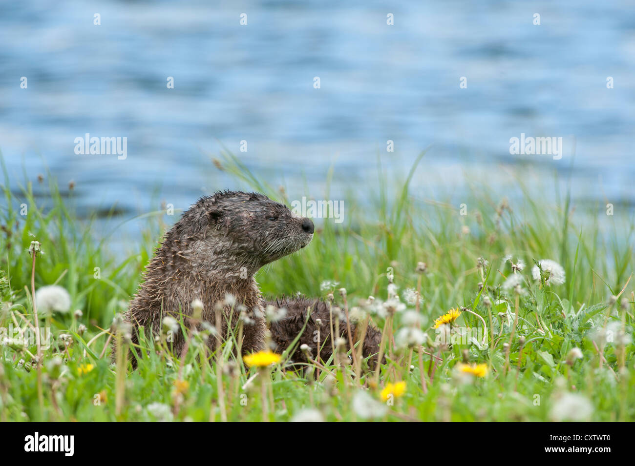 River Otter rests on a grassy bank - Lontra canadensis - Northern Rockies Stock Photo