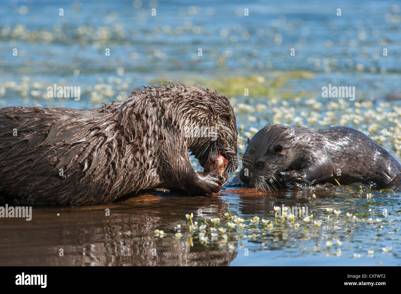 A River Otter pup looks on enviously at her mother's meal, Northern Rockies Stock Photo