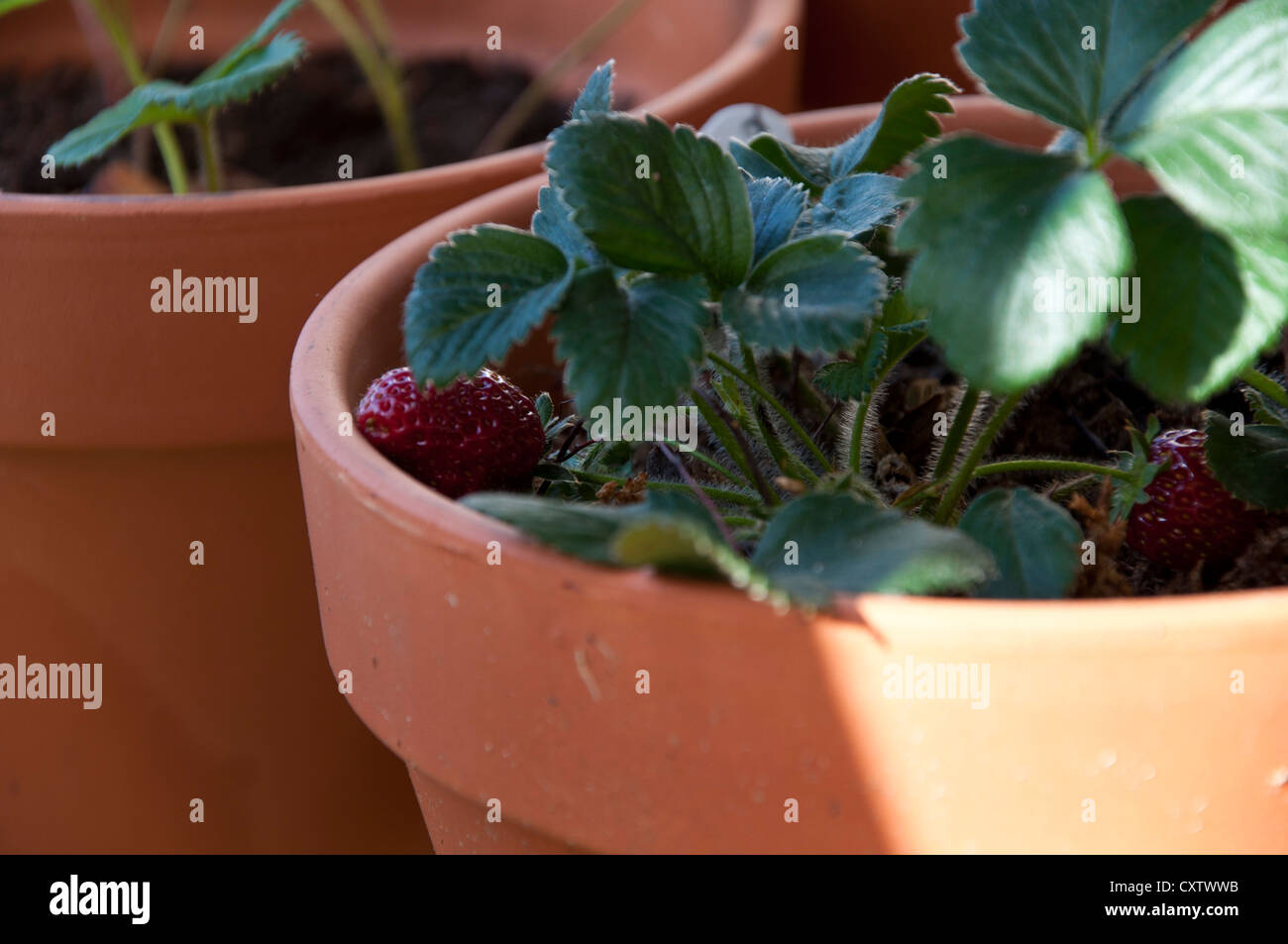 Strawberry Plant Growing in the Pot Stock Photo - Alamy