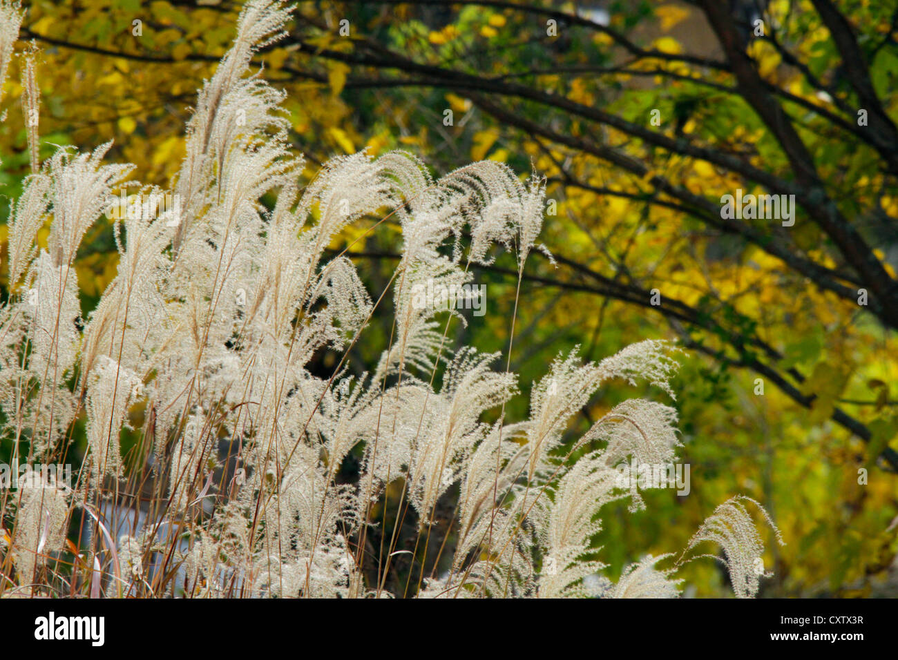 Japanese Susuki grass with Autumn leaf color by the Lake Sai-ko Japan Stock Photo