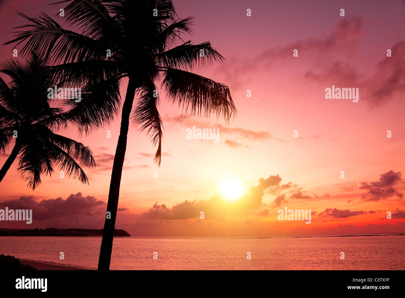 Palm Trees Silhouette At Sunset Stock Photo