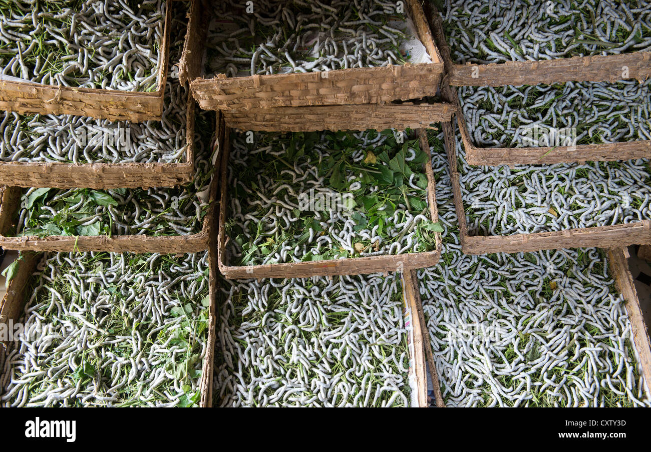 Farming Silkworms in an indian village house. Andhra Pradesh, India