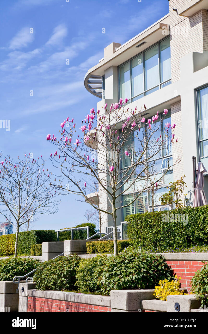 A saucer magnolia in front of a modern apartment or condo building in Vancouver, British Colombia. Stock Photo