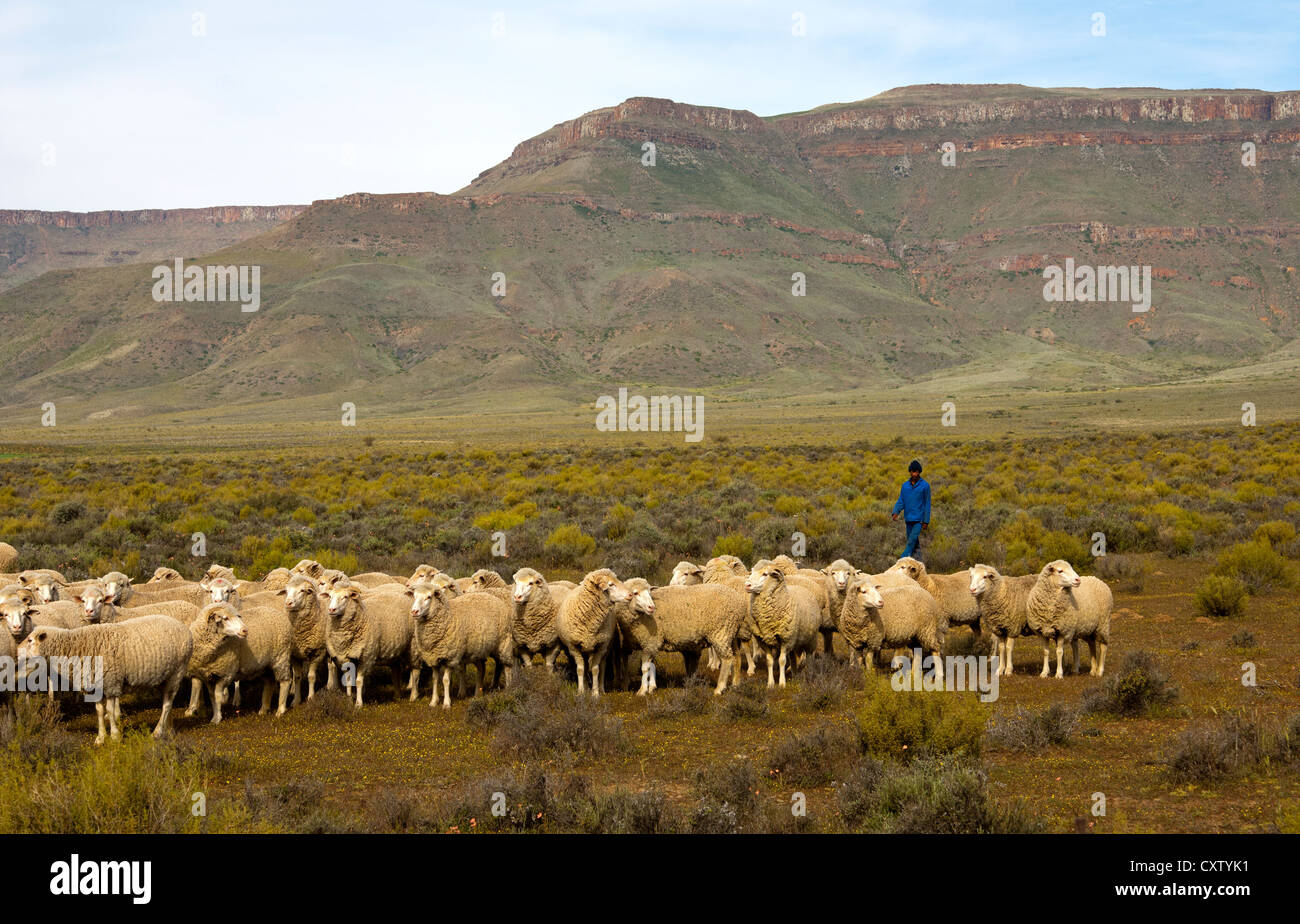 Herd of Merino sheep grazing in the Hantam Karoo, Hantam Mountains behind, Calvinia, Namaqualand, South Africa Stock Photo