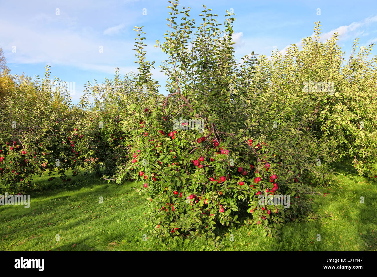 Commercial apple orchard with trees loaded with apples Stock Photo Alamy