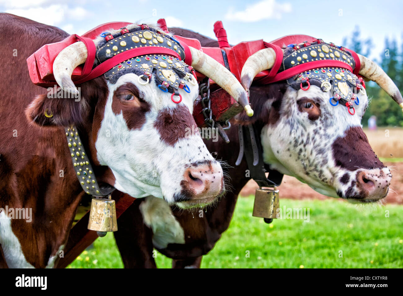 Oxen horns hi-res stock photography and images - Alamy