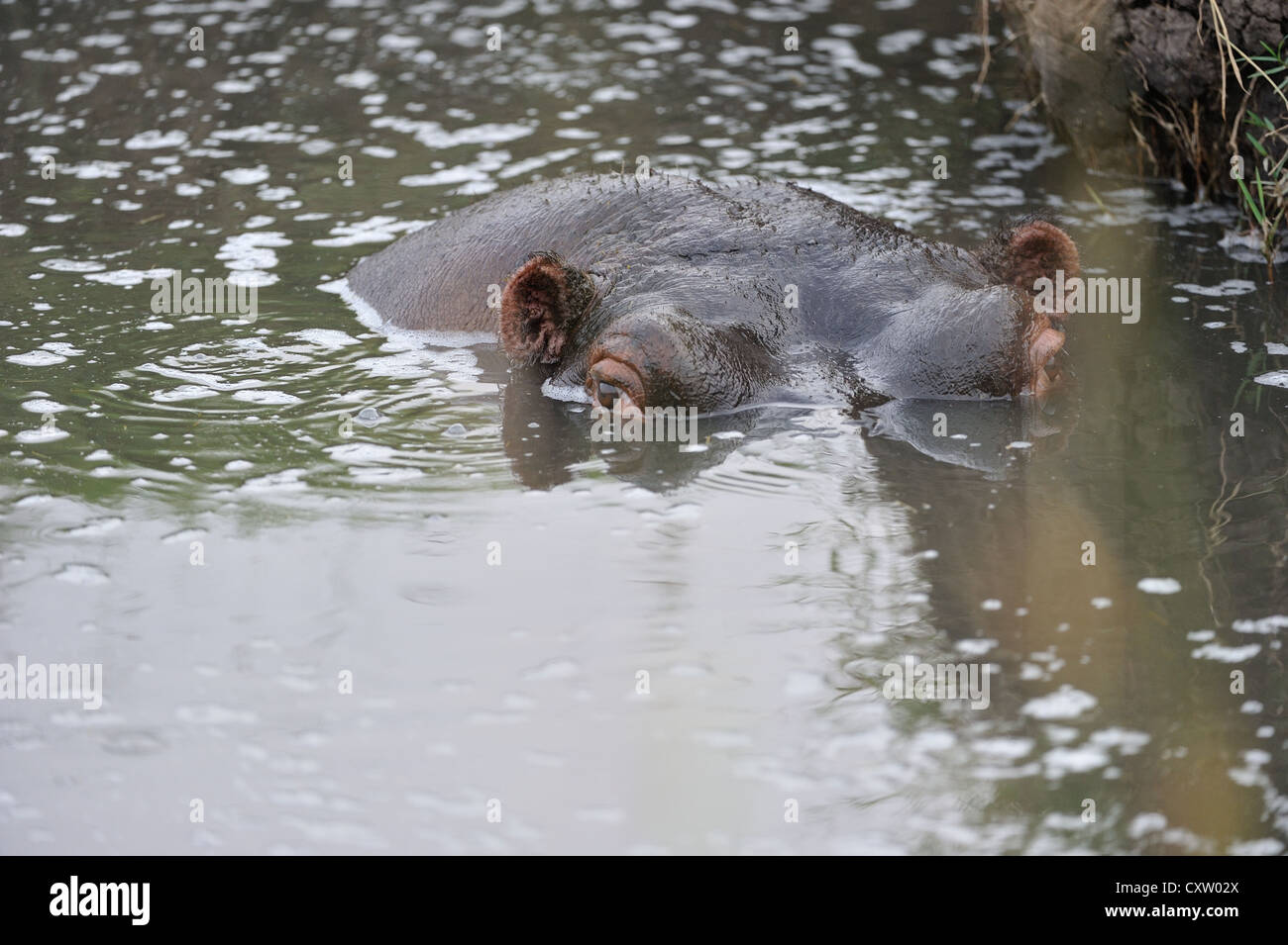 Hippopotamus - Hippo (Hippopotamus amphibius) resting in a pond at Masai Mara Kenya - East Africa Stock Photo