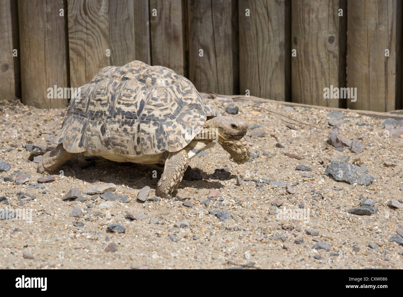 Egyptian tortoise, Testudo kleinmanni, on the march at Marwell zoo ...