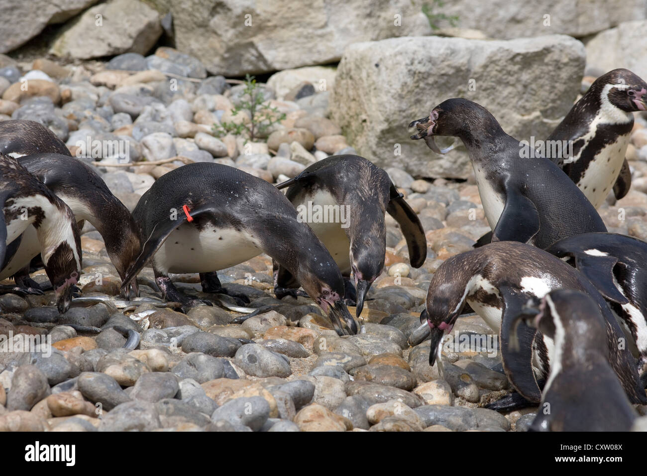 Humboldt penguin group feeding off ground at Marwell zoo Stock Photo
