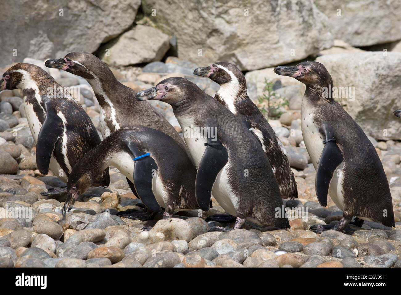 Humboldt penguins looking for next meal. Their scientific name is