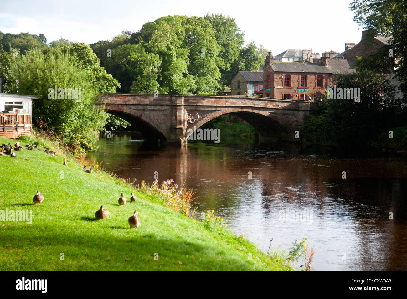 Mallard ducks welcome visitors to the banks of the River Eden, Appleby. Cumbria. England.  SCO 8644 Stock Photo