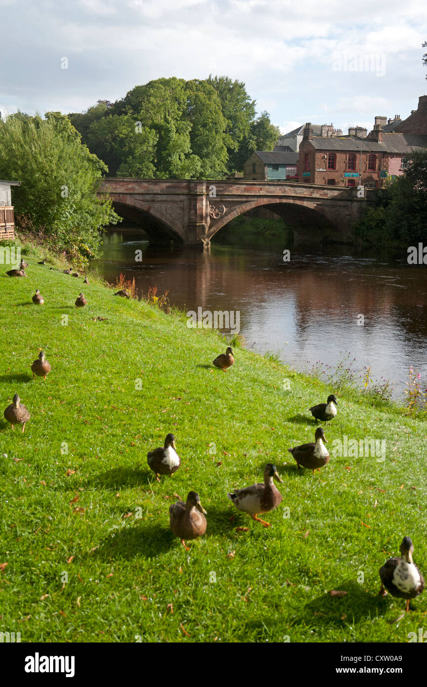 Mallard ducks welcome visitors to the banks of the River Eden, Appleby. Cumbria. England.  SCO 8645 Stock Photo