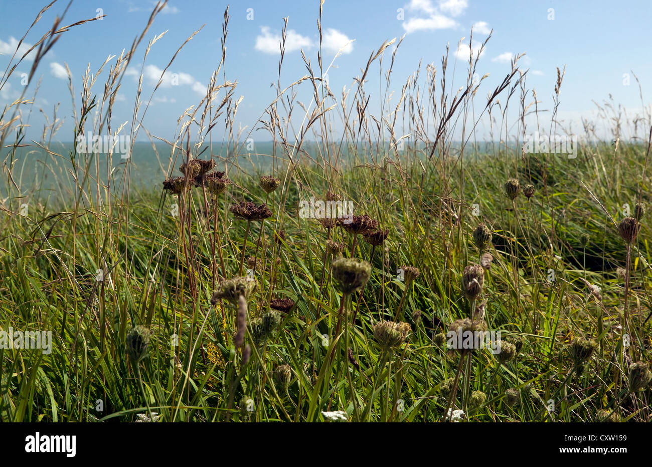 View of the Clifftop Vegetation, on the Saxon Shore Way, between Kingsadown and St Margrets Bay, Kent Stock Photo