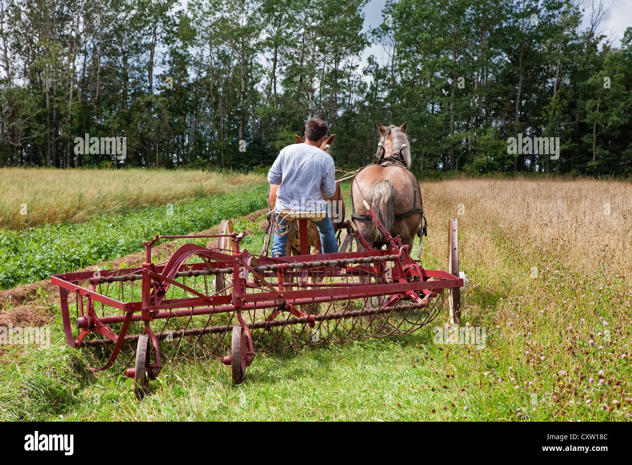 Horse drawn hay rake at at the Provincial Plowing Match and Parade