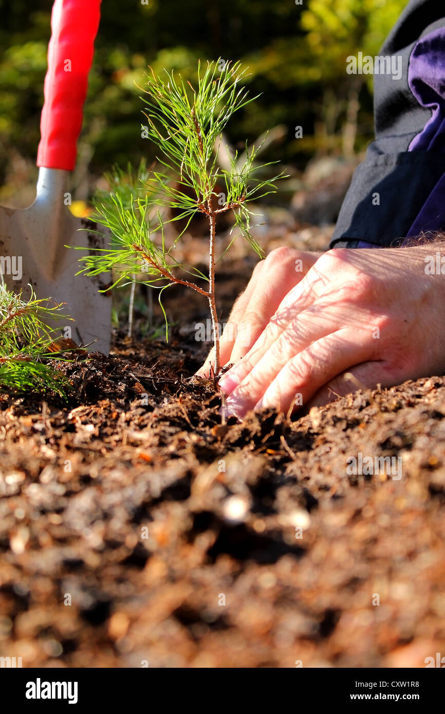 Hands planting a young pine tree Stock Photo Alamy