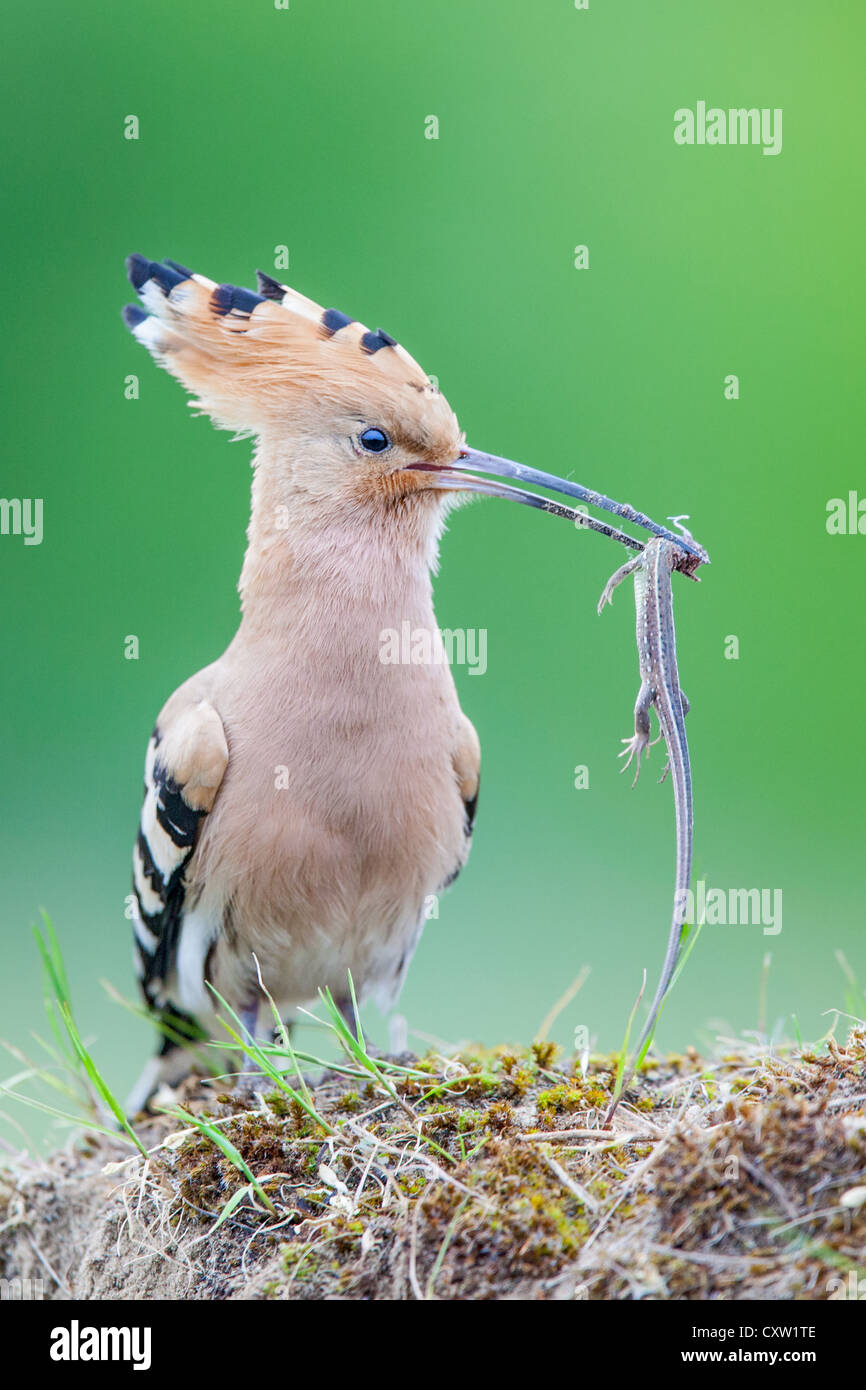 Close-up of a Eurasian hoopoe (Upupa epops) holding a freshly-caught lizard in its beak Stock Photo