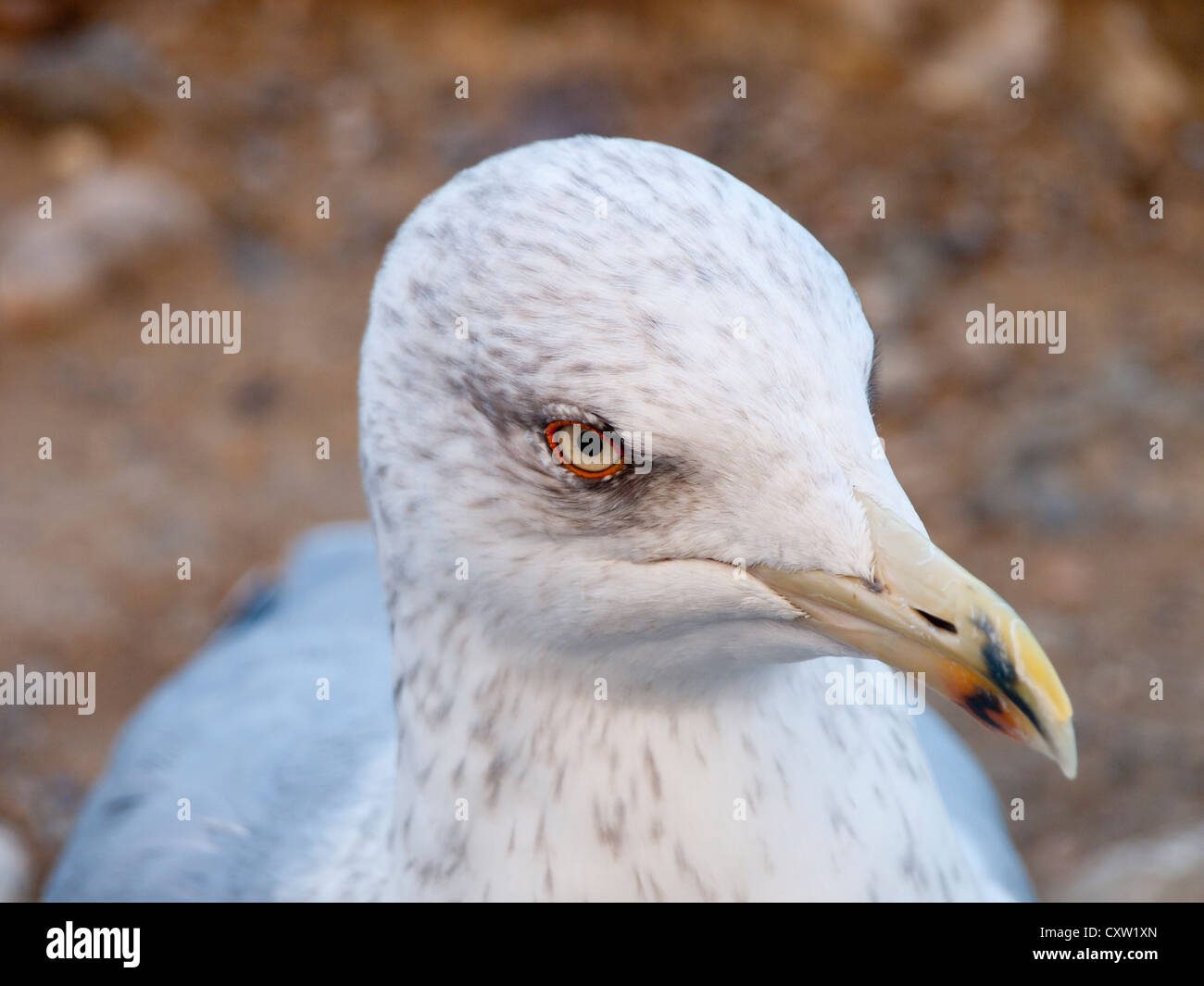 Young seagull giving an angry stare, they are plentiful around fish restaurants in Princes Islands Turkey Stock Photo