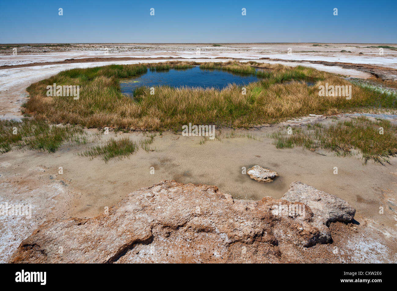 Mound Springs in South Australia's desert. Stock Photo