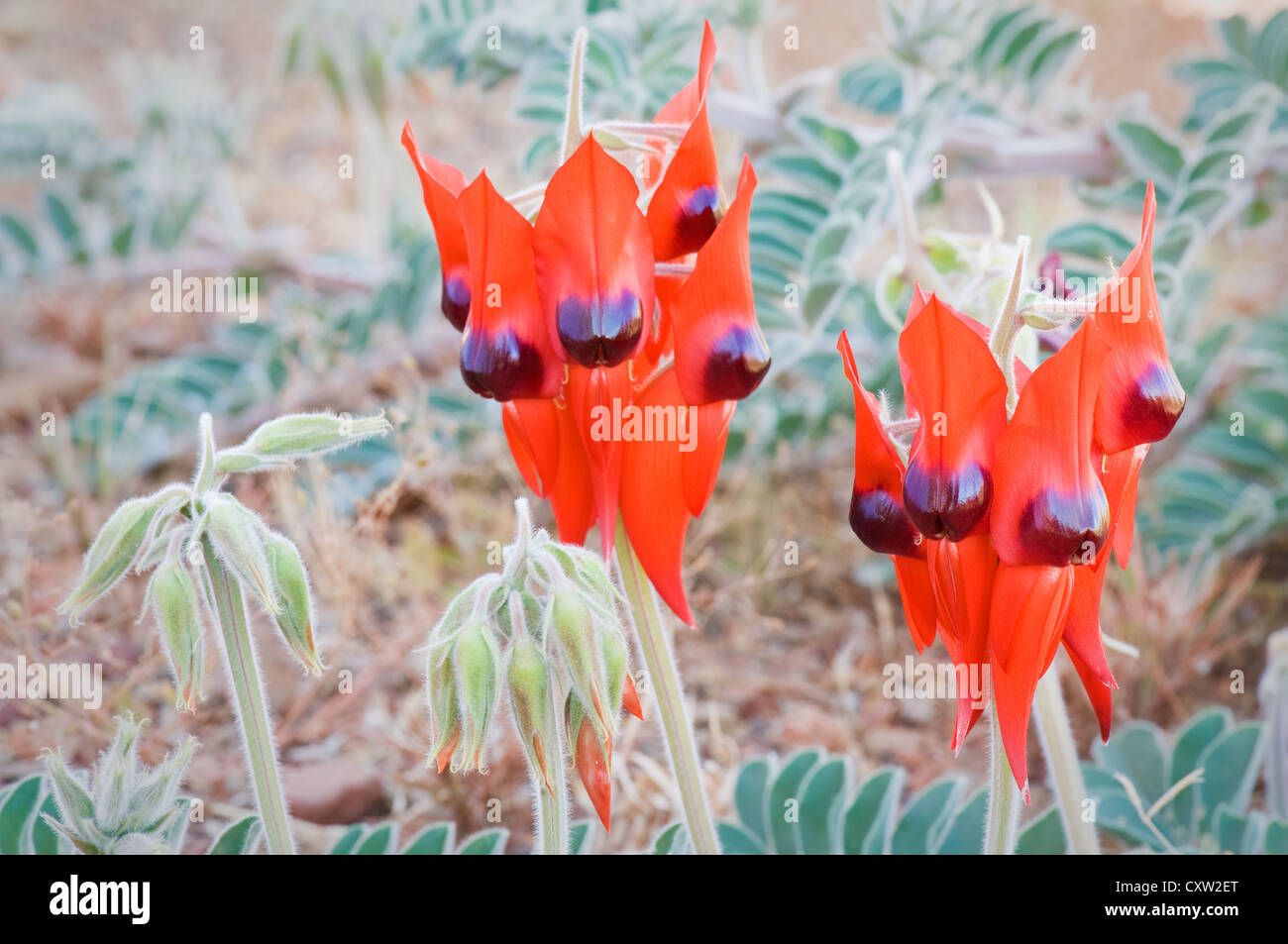 Rare sighting of of Sturts Desert Pea in bloom. Stock Photo