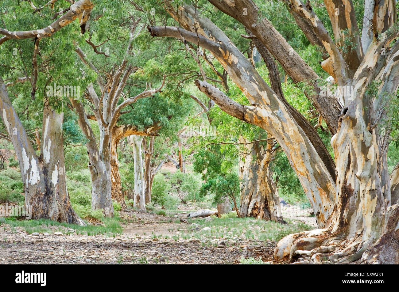 Alley of River Red Gums at a dry creek bed. Stock Photo