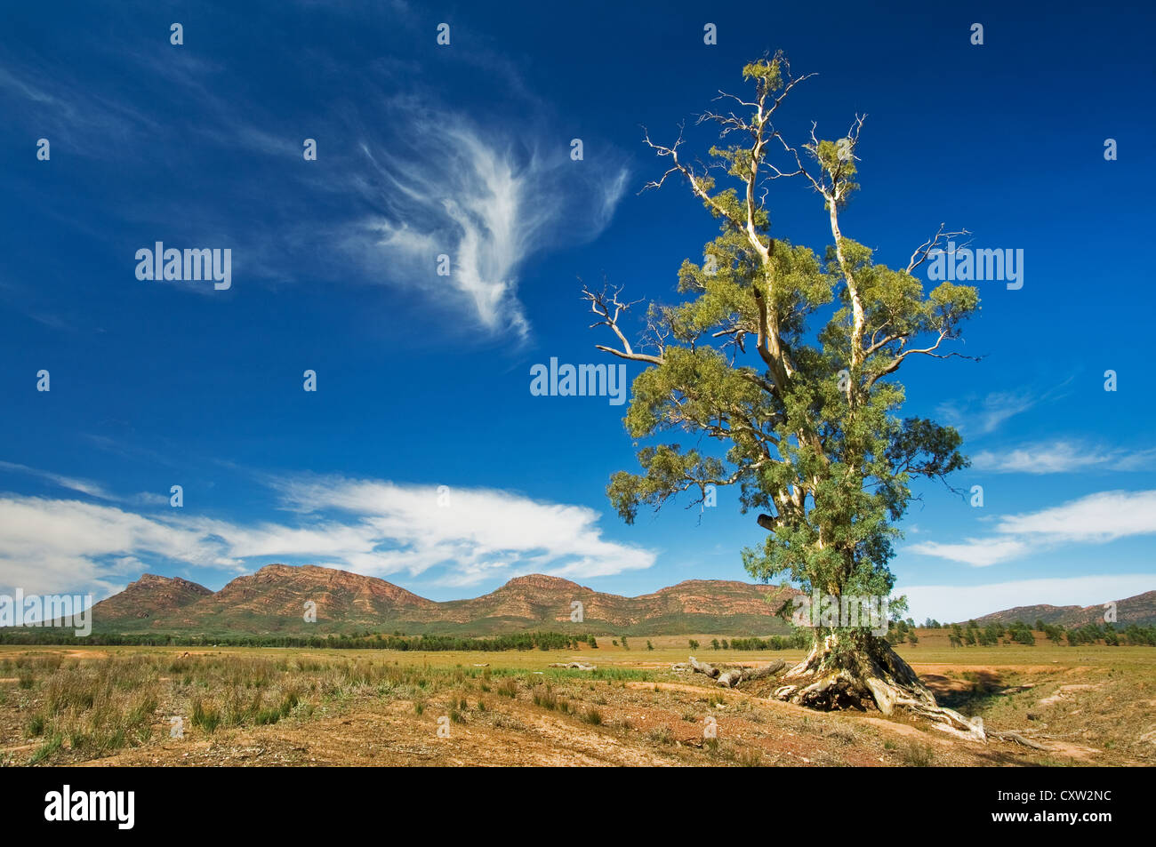 Famous Cazneaux Tree in front of Wilpena Pound. Stock Photo