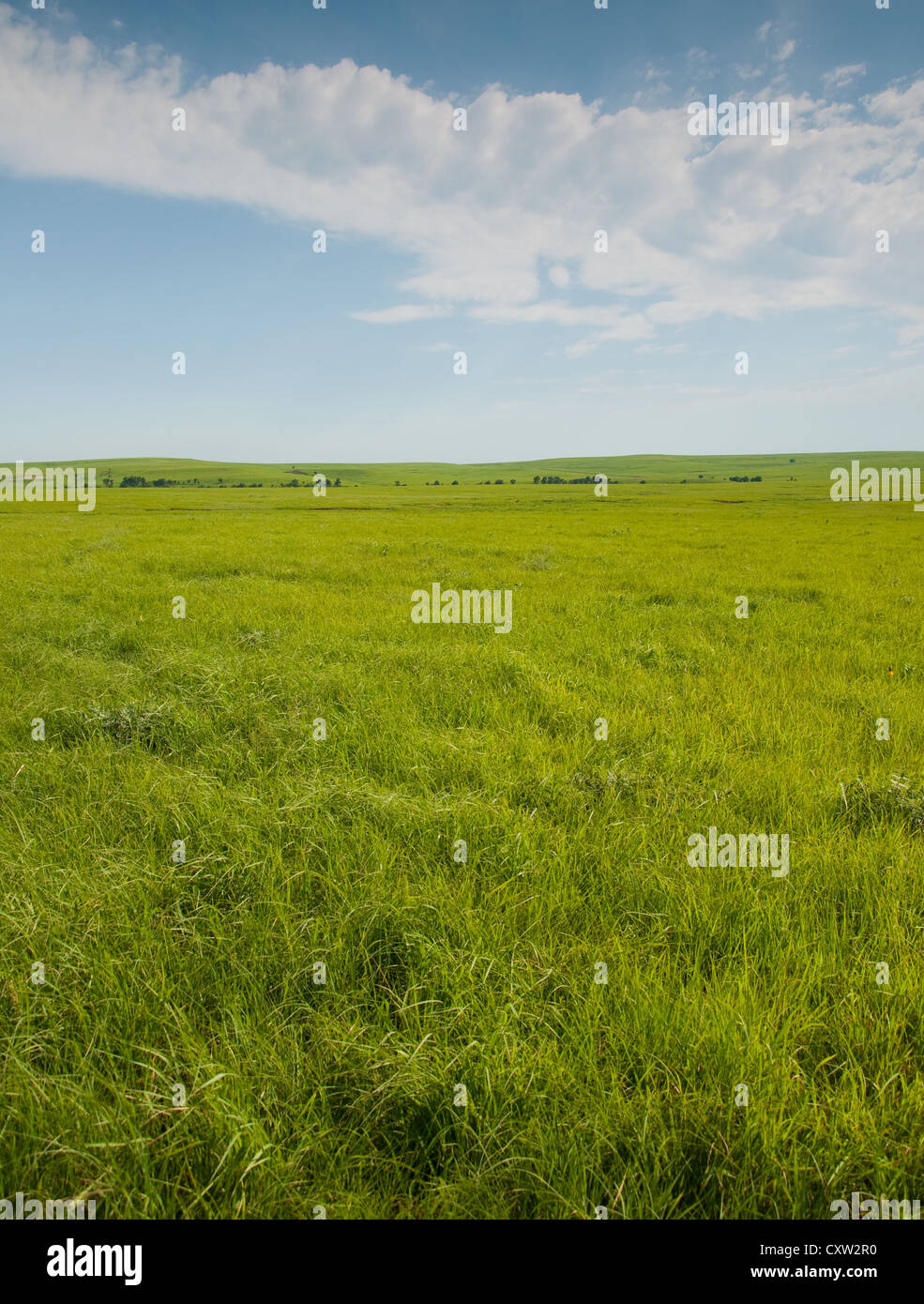 Wide open prairie with lush green grass in late spring Stock Photo Alamy