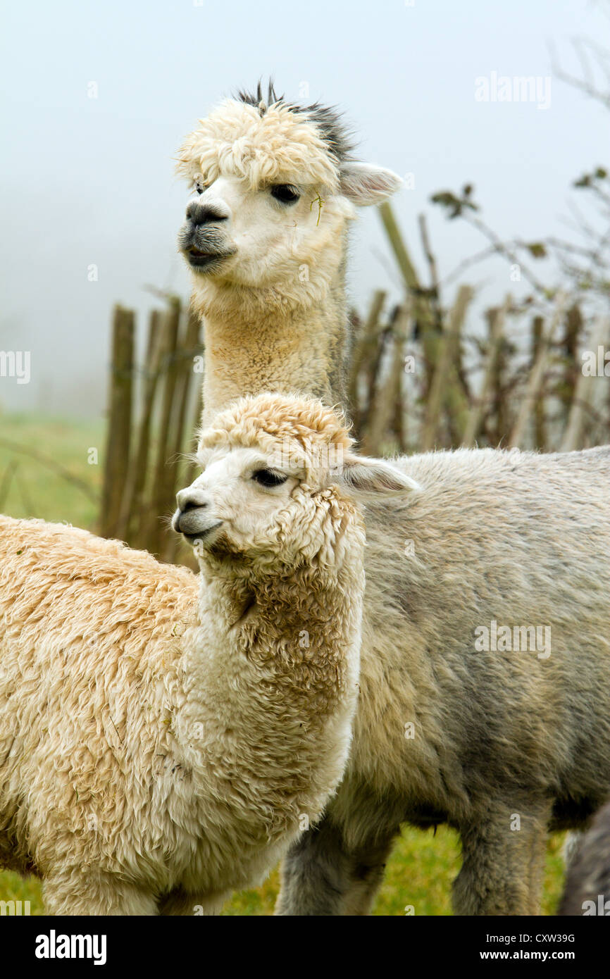 Mother and baby Alpacas cute photo of maternal love Stock Photo - Alamy