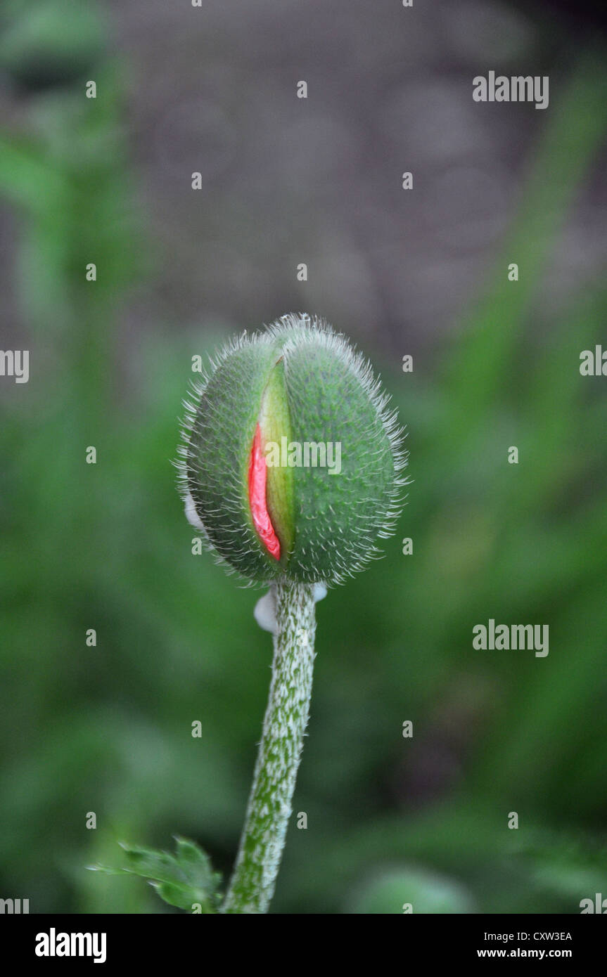Stem flower opening hi-res stock photography and images - Alamy