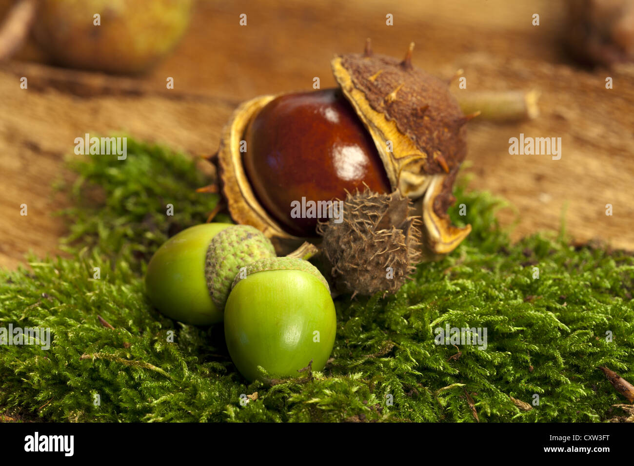 Autumn background of chestnut, acorns and beechnut on green moss Stock  Photo - Alamy