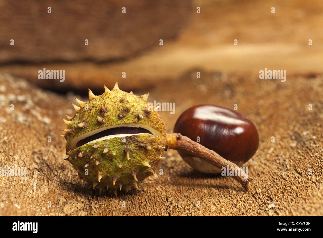 Two Horse chestnuts on barks background as close up view Stock Photo