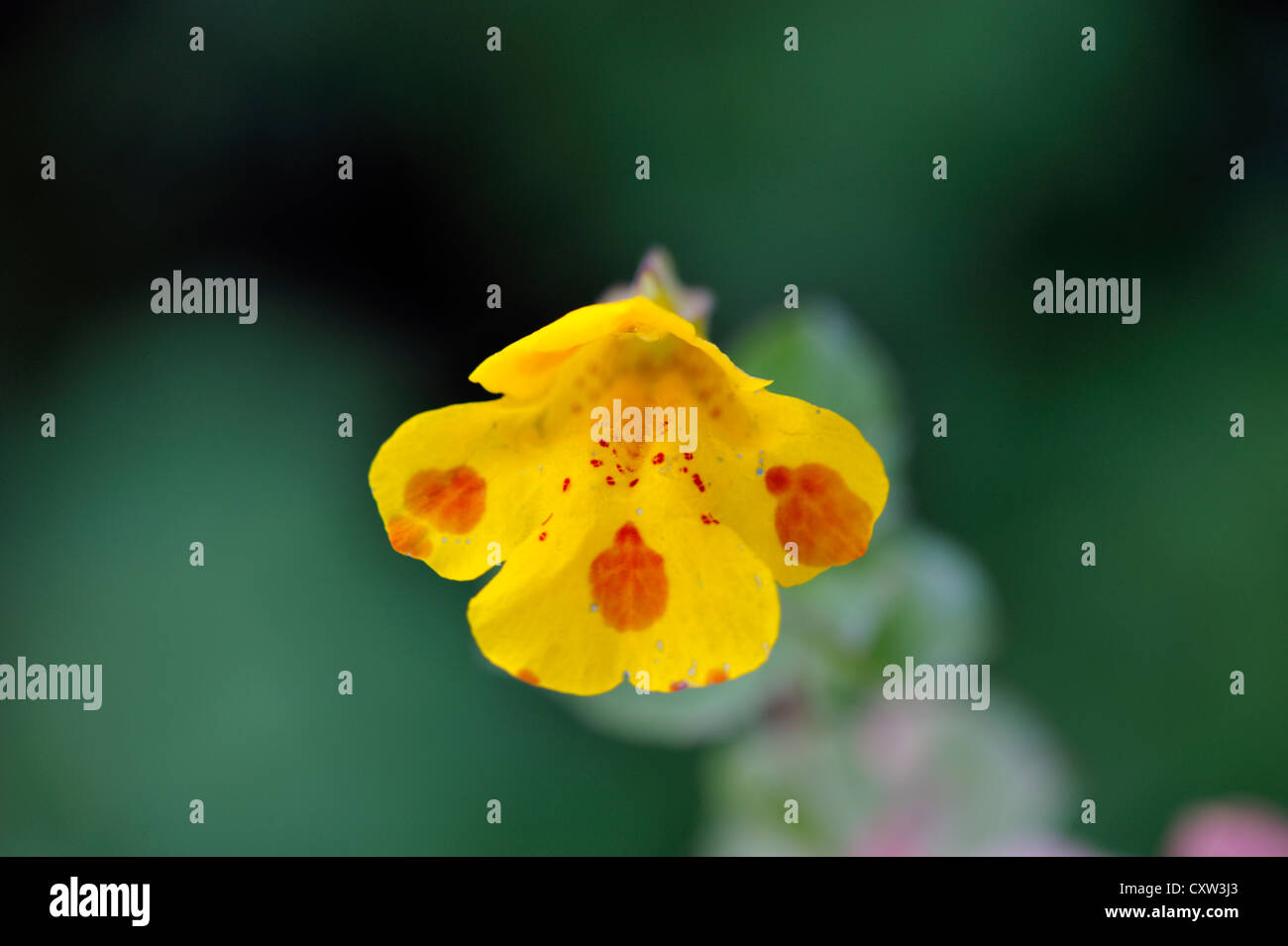 Hybrid Flower : Hybrid monkeyflower & Blood-drop Emlets (Mimulus guttatus x Mimulus luteus) Stock Photo