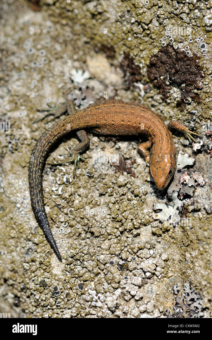 Common lizard (Lacerta vivipara) also known as the Viviparous lizard Stock Photo