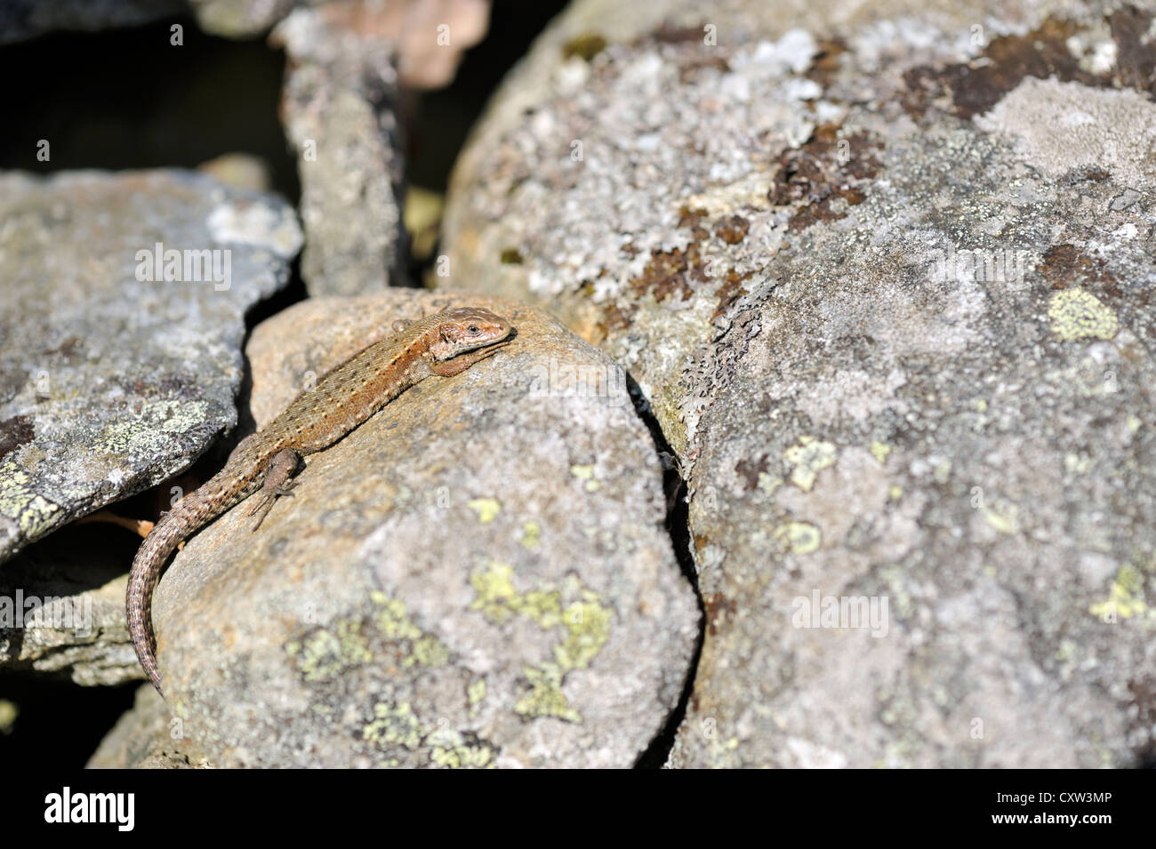 Common lizard (Lacerta vivipara) also known as the Viviparous lizard Stock Photo