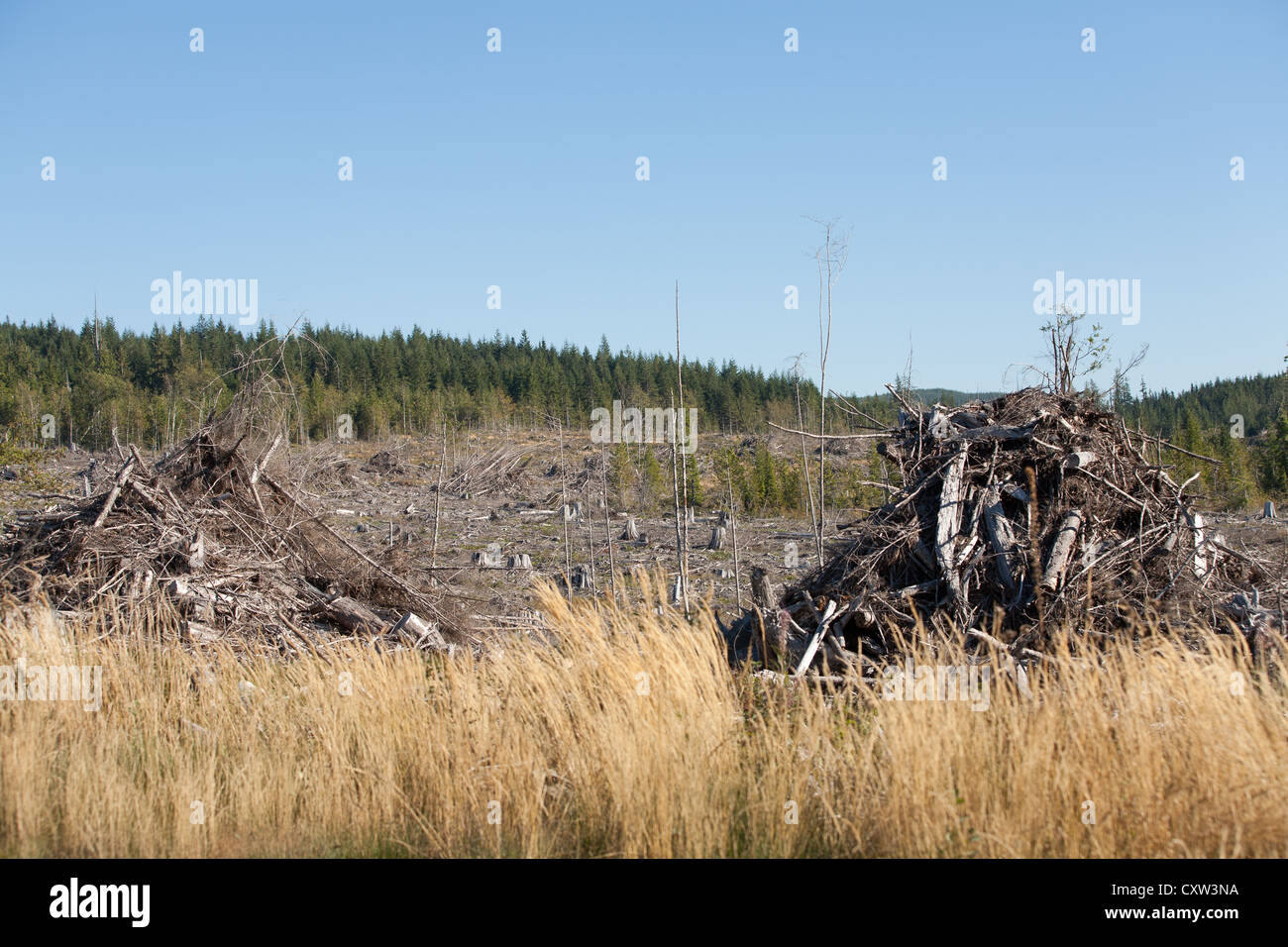 A clear cut on Vancouver Island. Stock Photo