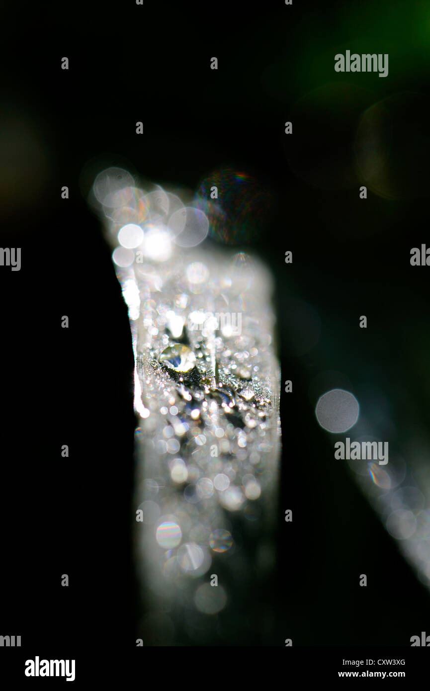 Close-up of rain droplets on a green leaf Stock Photo