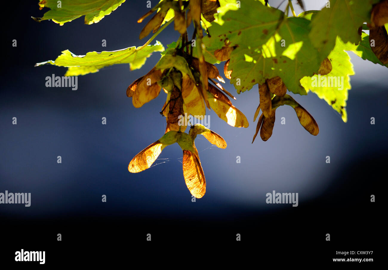 Sycamore seed hires stock photography and images Alamy