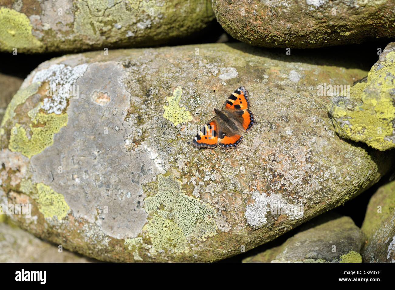 Small Tortoiseshell butterfly (Aglais urticae) Stock Photo
